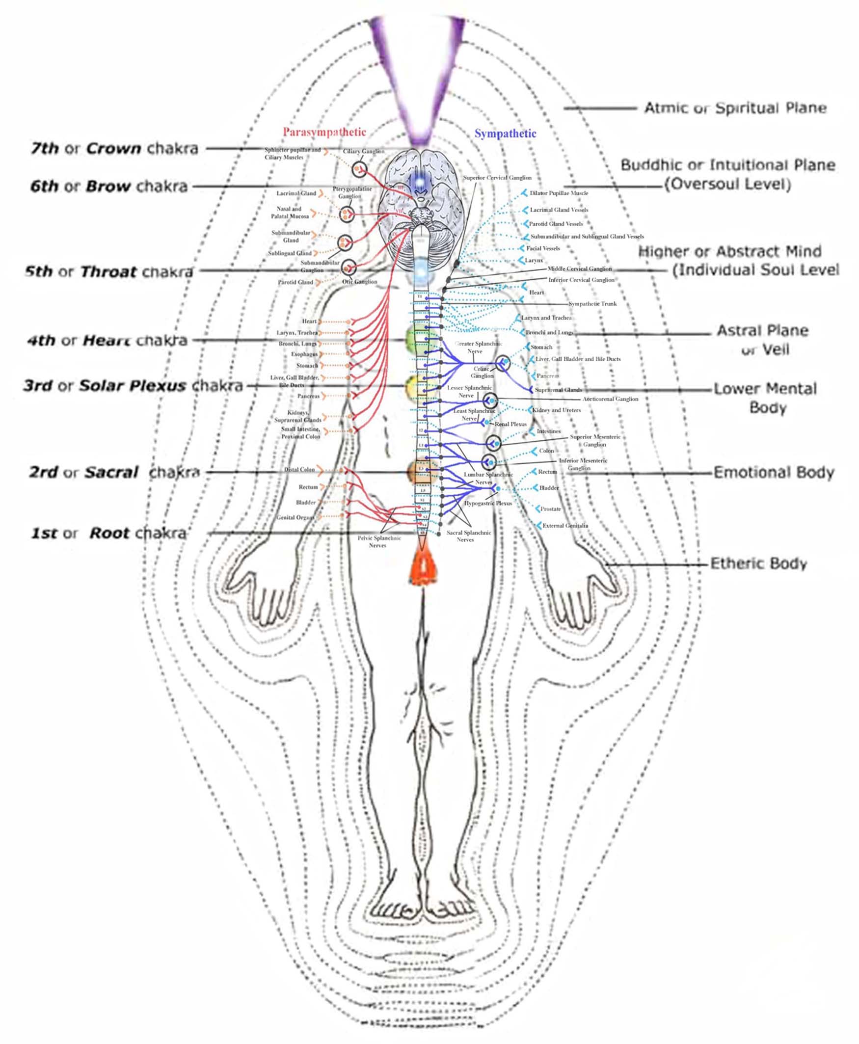 The (re)Discovery of the Human Energy Field Think Smarter WorldThink